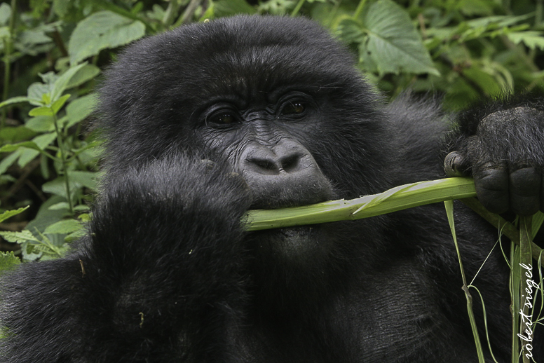 gorilla